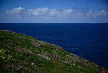 Seashore with spring flowers and clouds on the horizon