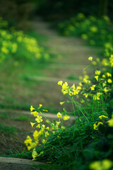 Yellow flowers grow along the side of a mountain path