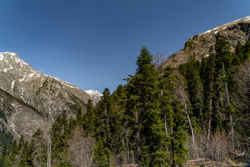 landscape with trees and mountains