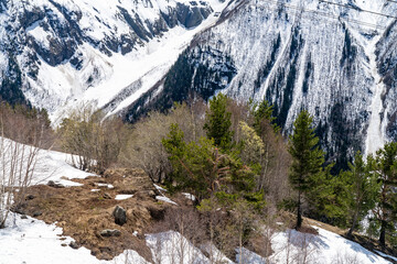 landscape with trees and mountains