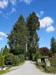 Schotterweg mit Grabstein, Bäumen, Büschen und Sträuchern vor blauem Himmel im Sonnenschein auf...
