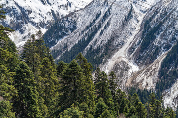 Fototapeta premium landscape with trees and mountains