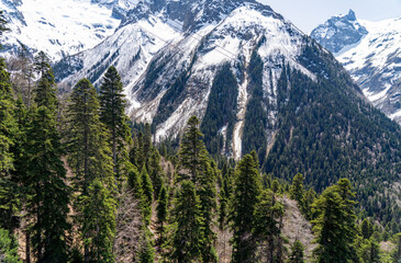 landscape with trees and mountains
