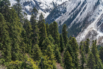 landscape with trees and mountains