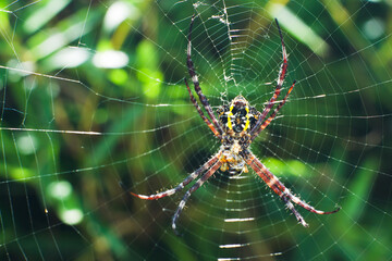 Big spider in the middle of the nest