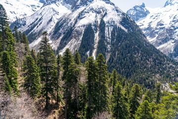 landscape with trees and mountains