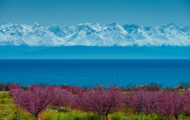 Flowering trees on shore of Issyk-Kul lake and Tien Shan Mountains, Kyrgyzstan. Fence in front of trees.