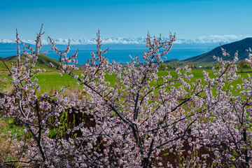 Blossoming apricot tree and Issyk-Kul lake in Tien Shan Mountains, Kyrgyzstan