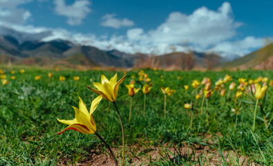 Field of wild tulips in mountains in springtime