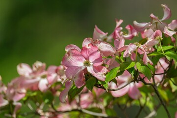 pink and white flowers