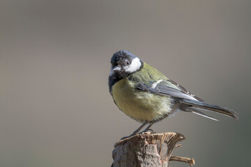 Garden bird Great tit, songbird sitting on the nice branch with beautiful autumn background. little...