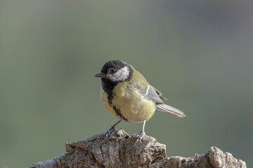 Garden bird Great tit, songbird sitting on the nice branch with beautiful autumn background. little bird in nature forest habitat, Wildlife scene from nature. Parus major