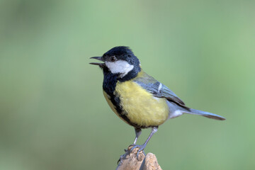Garden bird Great tit, songbird sitting on the nice branch with beautiful autumn background. little bird in nature forest habitat, Wildlife scene from nature. Parus major