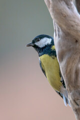 Garden bird Great tit, songbird sitting on the nice branch with beautiful autumn background. little...