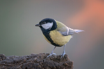 Garden bird Great tit, songbird sitting on the nice branch with beautiful autumn background. little bird in nature forest habitat, Wildlife scene from nature. Parus major