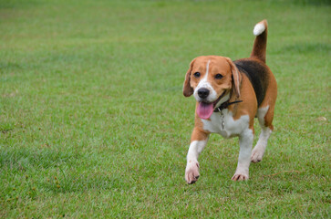 Beagle dog walking, playing and running outdoors in the park on a summer day. Pet