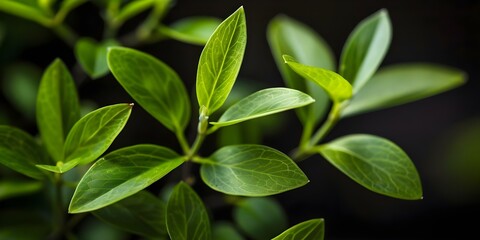 Obraz premium Green Plant Leaves Against Black Background: Terrestrial Groundcover or Shrub. Concept Botanical Photography, Plant Aesthetics, Nature Close-ups, Foliage Art, Greenery Contrast