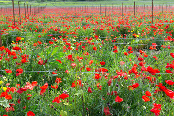 field of beautiful poppies cultivated in Provence in france