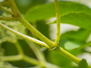 Nahaufnahme von extrafloralen Nektarien an einen kleinen Zweig des schwarzen Holunders (Sambucus...