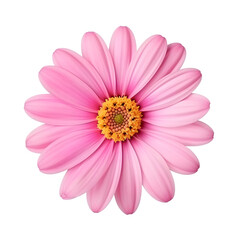 pink daisy isolated on white
