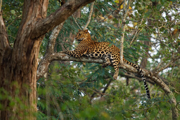 Leopard - Panthera pardus, big spotted yellow cat on the tree trunk in India or Africa, genus Panthera family Felidae, sunset cat portrait on the tree resting on branch with green forest background