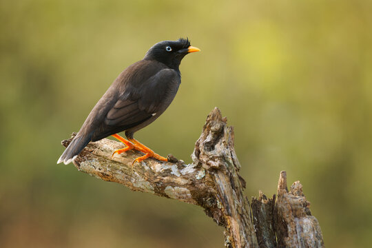 Jungle myna - Acridotheres fuscus is bird, member of starling family, distributed in mainland of the Indian Subcontinent, tuft of feathers on its forehead, closely related Javan and Pale-bellied myna