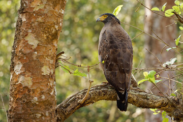 Crested serpent eagle - Spilornis cheela is medium-sized bird of prey found in forested habitats...