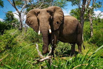 African Bush Elephant - Loxodonta africana lonely elephant walking on the river bank and feeding on...