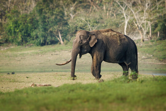 Asian Elephant - Elephas maximus in the indian forest, also called Asiatic elephant, only living species of the Elephas, distributed from India, to Nepal, to Sumatra and to Borneo in the east