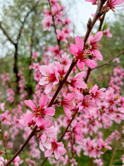 pink branches of blossoming peach in April