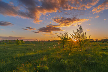 spring sunset over the field