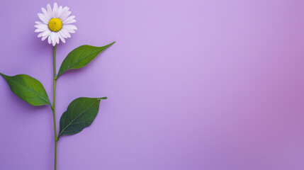 Naklejka premium Top view Diasy at sunlight in minimal style Blackground violet pastel