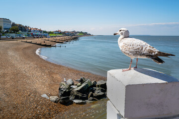 A young herring gull sits on a white bollard with Herne Bay coast and beach in soft focus in the background.