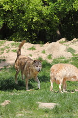 Canadian wolf group in wildpark in Bad Mergentheim in germany.