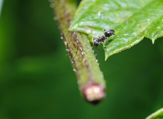 the ant looking for food