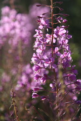 Schmalblättriges Weidenröschen (Epilobium angustifolium), eine Pflanzenart und Heilpflanze aus der Gattung Weidenröschen (Epilobium) innerhalb der Familie der Nachtkerzengewächse (Onagraceae)