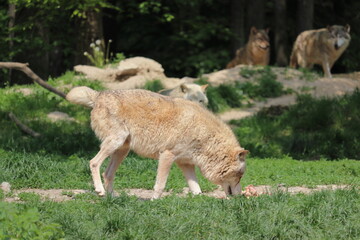 Canadian wolf group in wildpark in Bad Mergentheim in germany.