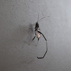 Insekten in Kanada (Pelecinus polyturator), eine Wespenart aus der Familie der Pelecinidae. 