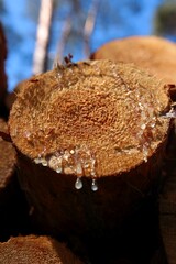 Leśne widoki na wiosennym spacerze © Grzegorz