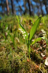 Konwalie w Puszczy Kampinoskiej