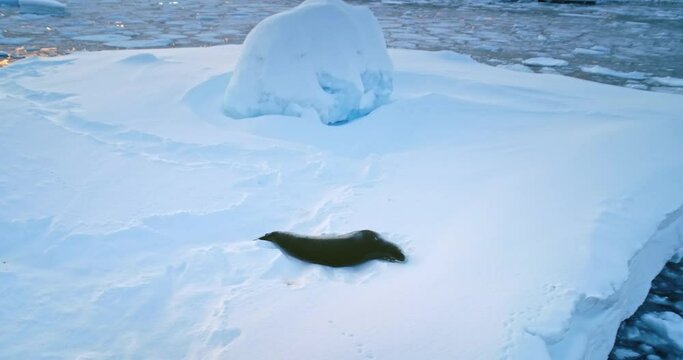 Aerial panorama seal resting on ice floe in Antarctica. Leopard seal lying snow covered iceberg. Beauty of untouched arctic nature. Explore wildlife rare species on South Pole, wild animals protection