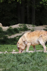 Canadian wolf group in wildpark in Bad Mergentheim in germany.