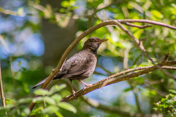 A blackbird in a tree