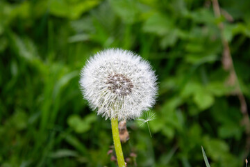 dandelion on green background