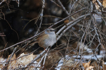 Dunnock (Prunella modularis) taking shelter in the bush from snowfall in spring.	
