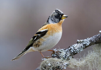 Brambling (Fringilla montifringilla) male perched on a branch in spring.	
