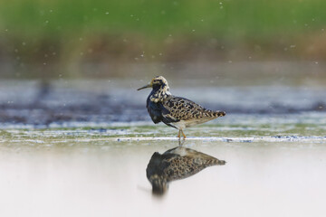 Ruff (Calidris pugnax) male feeding in the wetlands in summer.	
