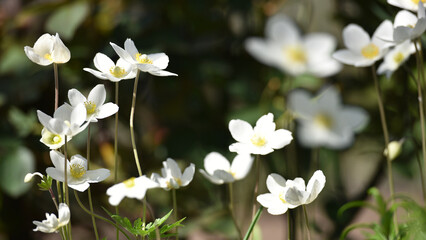 Anemone sylvestris. delicate flowers in the garden, in the flowerbed. floral background. beautiful delicate Anemone sylvestris. white flowers on a natural background. close-up. sunlight. spring season
