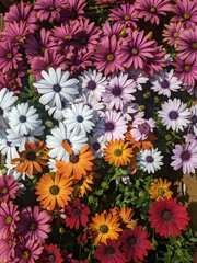 Colorful assortment of fresh osteospermum flowers blooming in sunshine