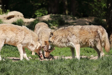 Canadian wolf group in wildpark in Bad Mergentheim in germany.